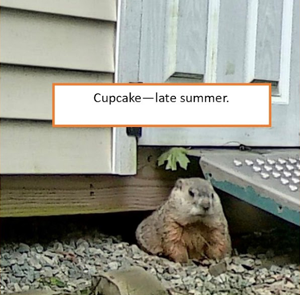 Cupcake in late summer