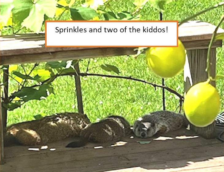 Sprinkles and two of the kiddos