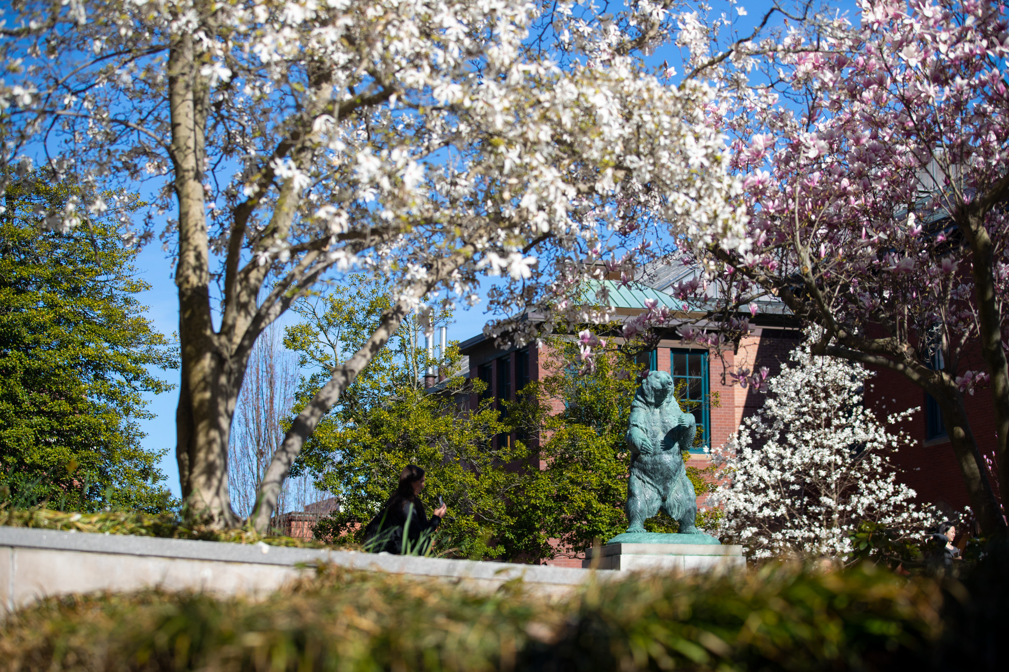 Brown University in spring