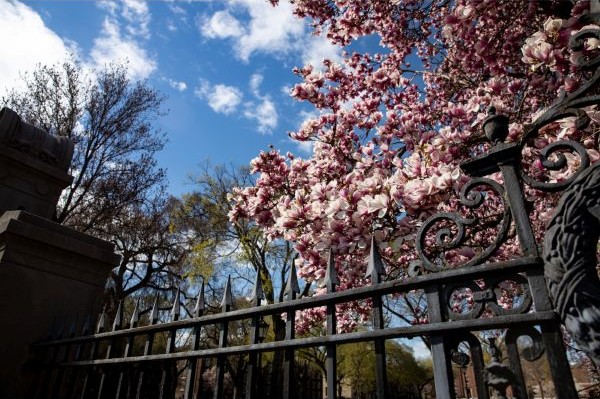 Iron fence and blooms trees