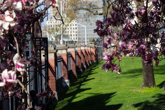 Magnolias blooming on the Main Green