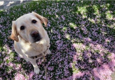 Zuzu the dog